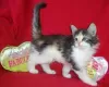 Photo №1. norwegian forest cat - for sale in the city of Гамбург | Is free | Announcement № 107989