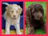 Additional photos: Australian Labradoodle