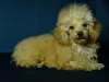 Photo №4. I will sell poodle (toy) in the city of Minsk. private announcement, from nursery, breeder - price - negotiated