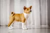 Additional photos: Basenji puppies available