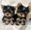 Photo №1. yorkshire terrier - for sale in the city of Cēsis | negotiated | Announcement № 82929