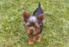 Photo №3. Silky terrier puppies for sale. Germany