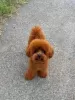 Photo №1. poodle (toy) - for sale in the city of Werbass | negotiated | Announcement № 112494