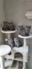 Photo №1. british shorthair - for sale in the city of Serba | Is free | Announcement № 115968