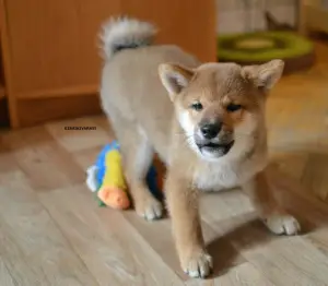 Photo №3. Male Shiba Inu. Russian Federation