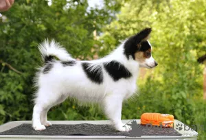 Additional photos: Papillon boy, tricolor