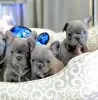 Photo №1. french bulldog - for sale in the city of Porlamar | 296$ | Announcement № 64231