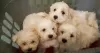 Photo №1. maltese dog - for sale in the city of Dusseldorf | 581$ | Announcement № 127109