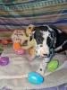 Photo №4. I will sell great dane in the city of Frankenberg. private announcement, from the shelter, breeder - price - 106$