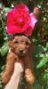 Additional photos: Toy poodle puppies