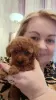 Additional photos: Rkf mini toy poodle puppies