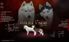 Photo №1. siberian husky - for sale in the city of Pećinci | negotiated | Announcement № 128340