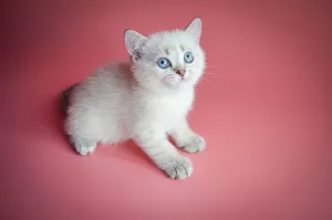 Photo №4. I will sell british shorthair in the city of Lviv. from nursery, breeder - price - 800$