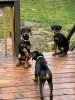 Photo №1. dobermann - for sale in the city of Göttingen | 100$ | Announcement № 129630