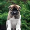 Photo №4. I will sell american akita in the city of Velikiye Luki. from nursery - price - Is free