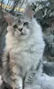 Photo №1. maine coon - for sale in the city of Taganrog | 391$ | Announcement № 36951