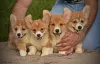 Additional photos: Welsh corgi pembroke puppies