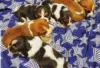 Photo №2 to announcement № 128841 for the sale of basset hound - buy in Finland breeder