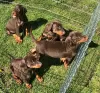 Photo №1. dobermann - for sale in the city of Брауншвейг | Is free | Announcement № 105453