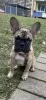 Photo №2 to announcement № 126721 for the sale of french bulldog - buy in Germany private announcement