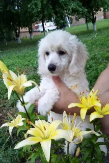 Additional photos: Chinese crested puppies