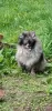 Photo №1. pomeranian - for sale in the city of Minsk | 400$ | Announcement № 64100