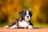 Photo №1. boxer - for sale in the city of Jūrmala | Is free | Announcement № 126641