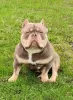 Photo №2 to announcement № 77210 for the sale of american bully - buy in Russian Federation private announcement