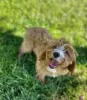 Photo №3. Cavapoo Poodle & Cavalier Beautiful female Welcome!!. Poland