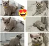 Photo №1. burmilla shorthair - for sale in the city of Vasiliki | Is free | Announcement № 125501