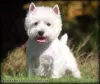 Additional photos: Kennel offers west highland white terrier puppies