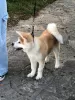 Photo №3. I am selling Japanese Akita puppies. Croatia