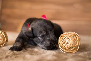 Additional photos: Mittelschnauzer puppies are offered, very beautiful, cute and playful)