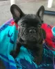 Photo №4. I will sell french bulldog in the city of Гамбург. private announcement - price - 380$