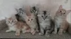 Additional photos: Kurilian bobtail kittens