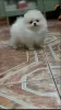 Photo №3. Playful Pomeranian puppies. Austria