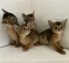 Additional photos: Abyssinian kittens