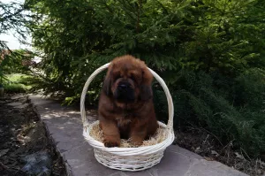 Additional photos: Tibetan mastiff