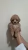 Photo №1. poodle (toy) - for sale in the city of Krivoy Rog | 500$ | Announcement № 57224