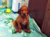 Photo №3. Irish setter puppies. Russian Federation