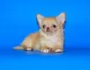 Photo №4. I will sell chihuahua in the city of Москва. from nursery, breeder - price - negotiated