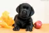 Photo №1. labrador retriever - for sale in the city of Orenburg | 593$ | Announcement № 8182