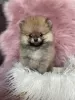 Photo №4. I will sell pomeranian in the city of Ruma. breeder - price - negotiated