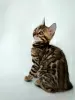 Photo №1. bengal cat - for sale in the city of Borispol | 1000$ | Announcement № 16507