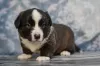 Photo №3. Male welsh corgi cardigan. Ukraine