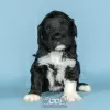 Photo №1. portuguese water dog - for sale in the city of Evora | negotiated | Announcement № 98479