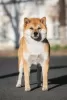 Additional photos: Shiba Inu puppies from a breeder