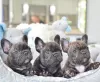 Photo №2 to announcement № 115007 for the sale of french bulldog - buy in United States 