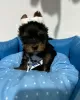 Photo №2 to announcement № 43046 for the sale of yorkshire terrier - buy in Finland breeder