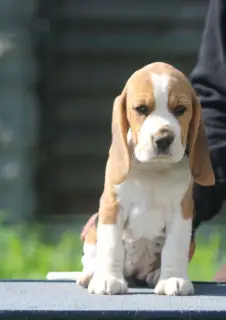 Photo №3. Girl sunshine Beagle. Belarus